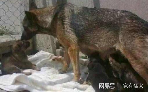 主人去世，狗狗挖洞守護3年，當人拉出狗狗時被眼前一幕驚呆了！