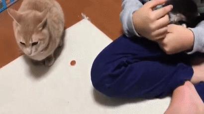 哪裡來的小P孩！大胖橘目睹「鏟屎官擁新歡」一臉超不爽...「賭氣不給摸」：那是我的位置~