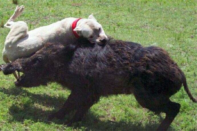 美國本土3大猛犬！斯塔福梗惡霸犬比特犬 常人難分清