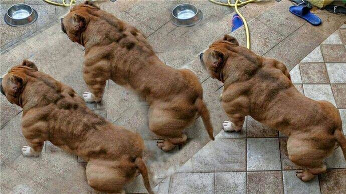 美國本土3大猛犬！斯塔福梗惡霸犬比特犬 常人難分清