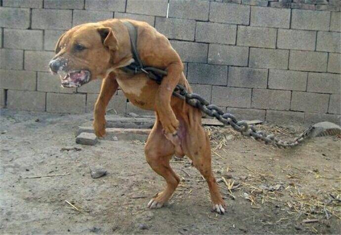 美國本土3大猛犬！斯塔福梗惡霸犬比特犬 常人難分清