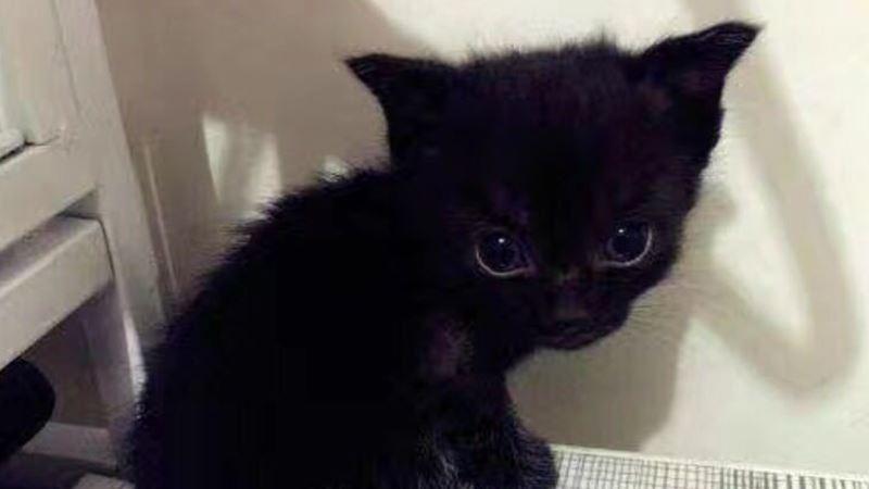美國本土3大猛犬！斯塔福梗惡霸犬比特犬 常人難分清