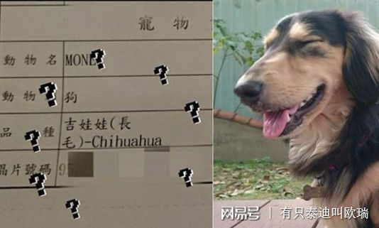 打完疫苗「變種」了？　臘腸燦笑：原來我是吉娃娃呀～