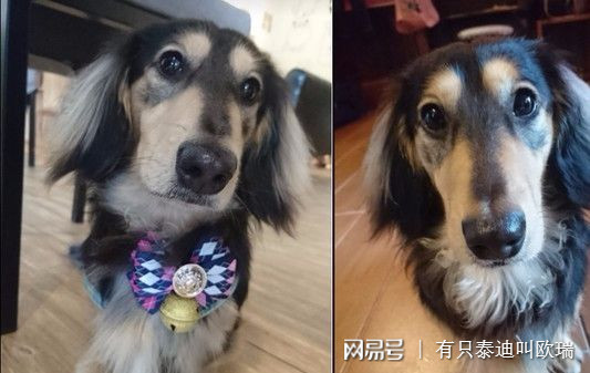 打完疫苗「變種」了？　臘腸燦笑：原來我是吉娃娃呀～