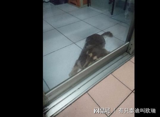 打完疫苗「變種」了？　臘腸燦笑：原來我是吉娃娃呀～