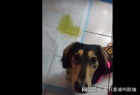 打完疫苗「變種」了？　臘腸燦笑：原來我是吉娃娃呀～