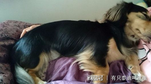 打完疫苗「變種」了？　臘腸燦笑：原來我是吉娃娃呀～