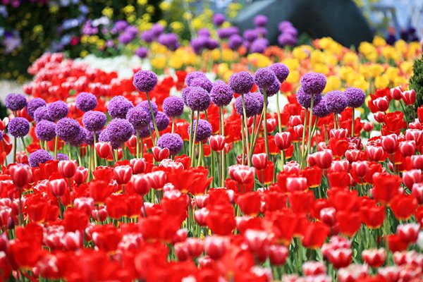 LED花海燈光庭園好夢幻！韓國最大國際花卉博覽會 
