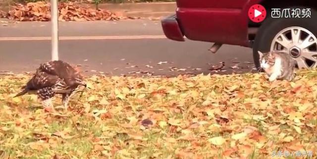 你混哪裡的！主子霸氣「一步一步靠近...」想抓鳥，走近一看「大哥我先走一步了」XD