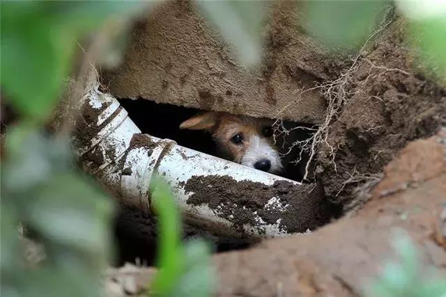 流浪狗在日本最多允活1月，美國僅2周，每年安樂死近10萬小動物
