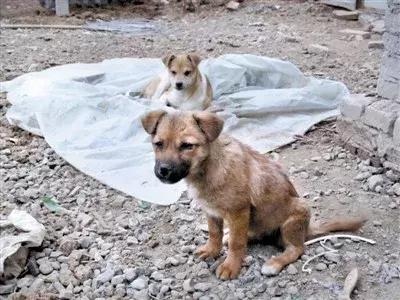 流浪狗在日本最多允活1月，美國僅2周，每年安樂死近10萬小動物