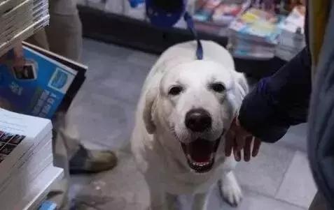 流浪狗在日本最多允活1月，美國僅2周，每年安樂死近10萬小動物