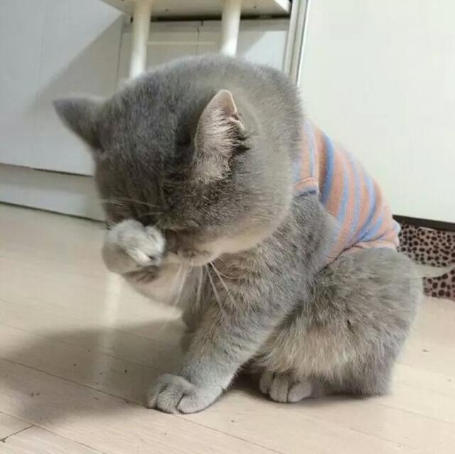 寵物傷心會流淚嗎？網友說法意見不一