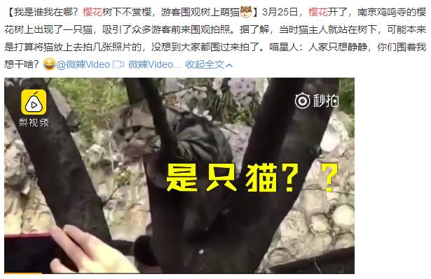 因為主人的小小疏忽，寵物貓差點殞命，請不要再對寵物做這些事
