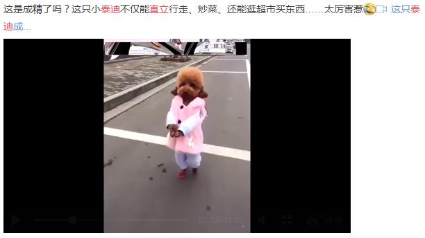 因為主人的小小疏忽，寵物貓差點殞命，請不要再對寵物做這些事