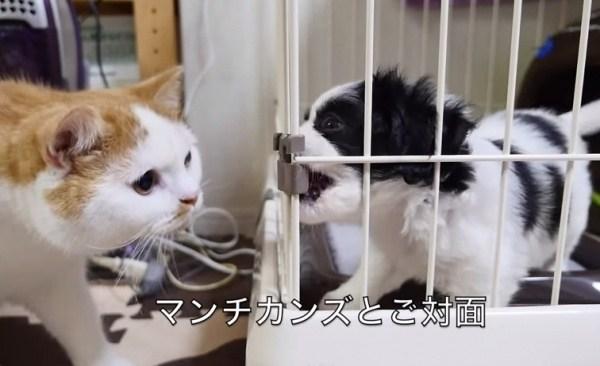 米克斯加入「10貓大家庭」還要先面試...老大老二輪流來：你混哪裡的！