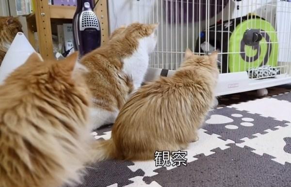 米克斯加入「10貓大家庭」還要先面試...老大老二輪流來：你混哪裡的！