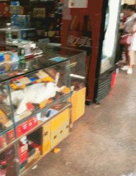 貓咪囂張的翹著二郎腿躺在超市煙櫃里睡大覺，老闆！這貓煙咋賣？