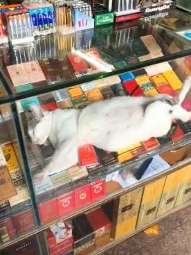 貓咪囂張的翹著二郎腿躺在超市煙櫃里睡大覺，老闆！這貓煙咋賣？