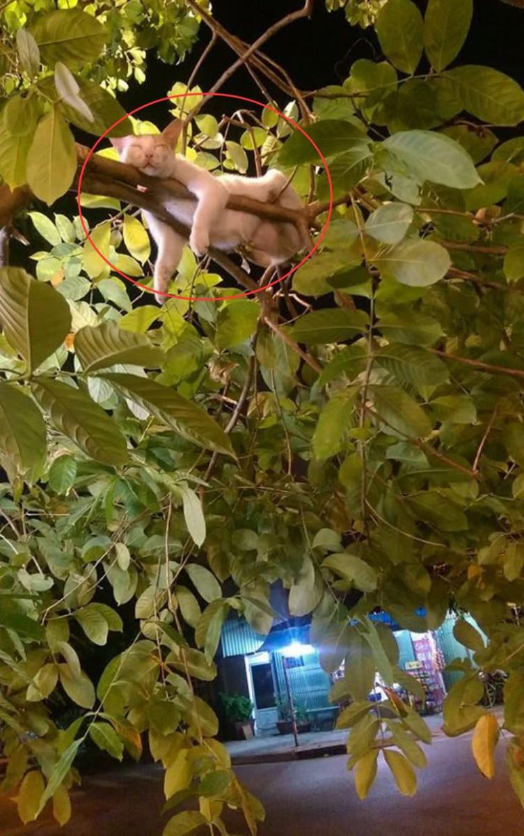 網友走夜路途中突然覺得頭上有什麼東西，他抬頭一看後笑噴了