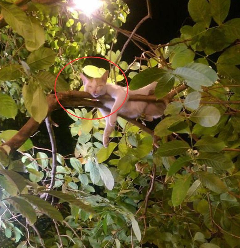 網友走夜路途中突然覺得頭上有什麼東西，他抬頭一看後笑噴了
