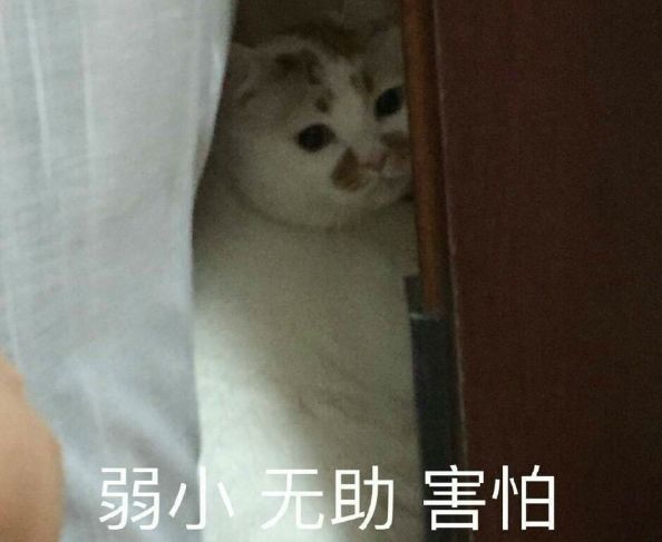 貓夫婦出去逛，到哪都叼著娃，貓崽不樂意了：讓本喵自己呆會