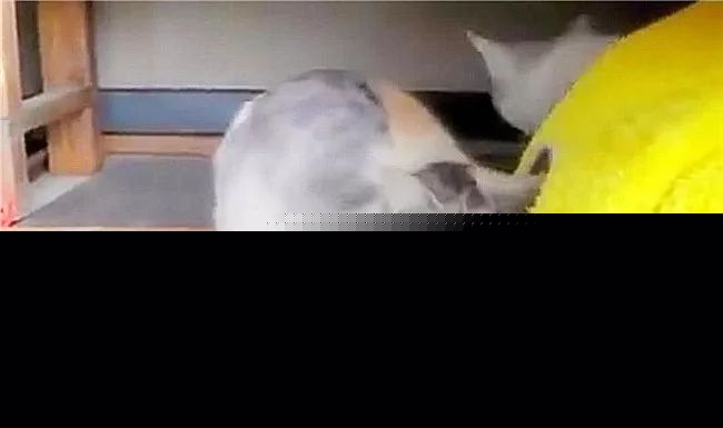 貓夫婦出去逛，到哪都叼著娃，貓崽不樂意了：讓本喵自己呆會