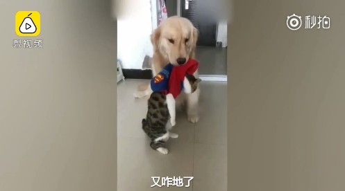 有它就沒有我！金金森77「叼小貓往門口走」...馬麻無奈喊：又哪裡惹到你了！