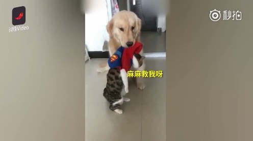 有它就沒有我！金金森77「叼小貓往門口走」...馬麻無奈喊：又哪裡惹到你了！