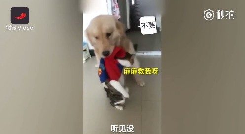 有它就沒有我！金金森77「叼小貓往門口走」...馬麻無奈喊：又哪裡惹到你了！