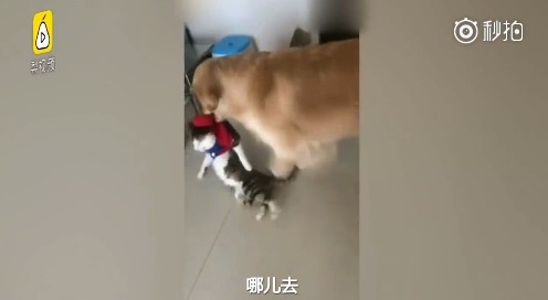有它就沒有我！金金森77「叼小貓往門口走」...馬麻無奈喊：又哪裡惹到你了！
