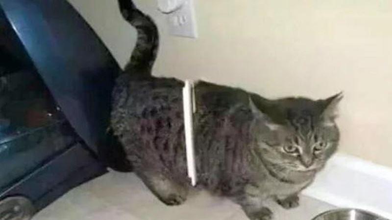 哈士奇懷孕檢查，醫生看後嚇得張大嘴巴