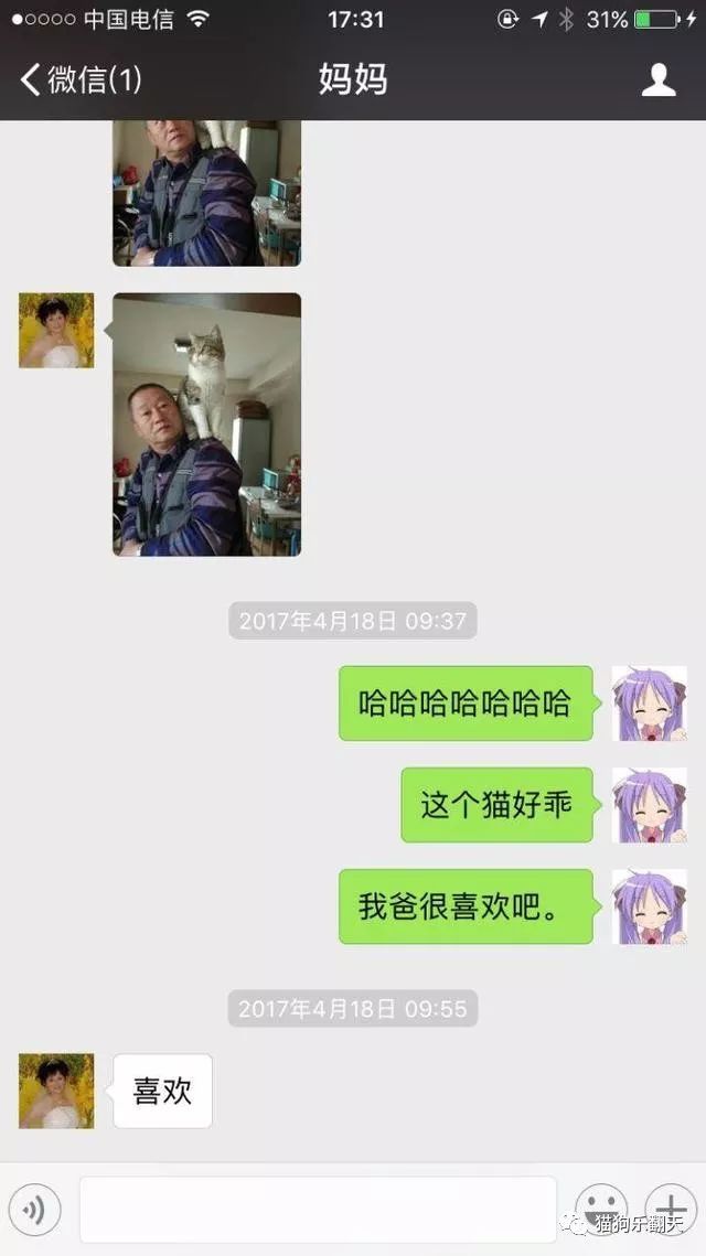 老爸反對我養貓，當看到貓咪脖子上的「大金鍊子」，我想我失寵了 