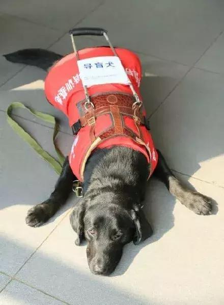 盲人歌手帶導盲犬在上海住酒店遭拒……狗狗的眼神讓人心碎
