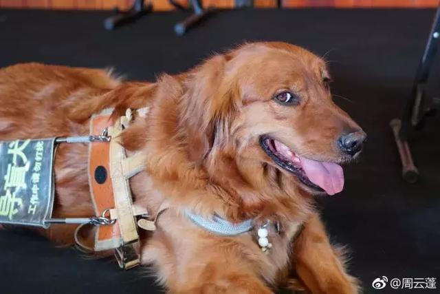 盲人歌手帶導盲犬在上海住酒店遭拒……狗狗的眼神讓人心碎