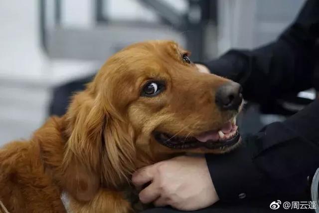盲人歌手帶導盲犬在上海住酒店遭拒……狗狗的眼神讓人心碎