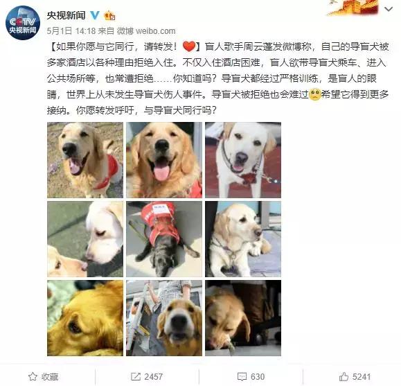 盲人歌手帶導盲犬在上海住酒店遭拒……狗狗的眼神讓人心碎