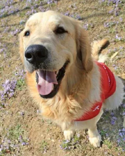 盲人歌手帶導盲犬在上海住酒店遭拒……狗狗的眼神讓人心碎