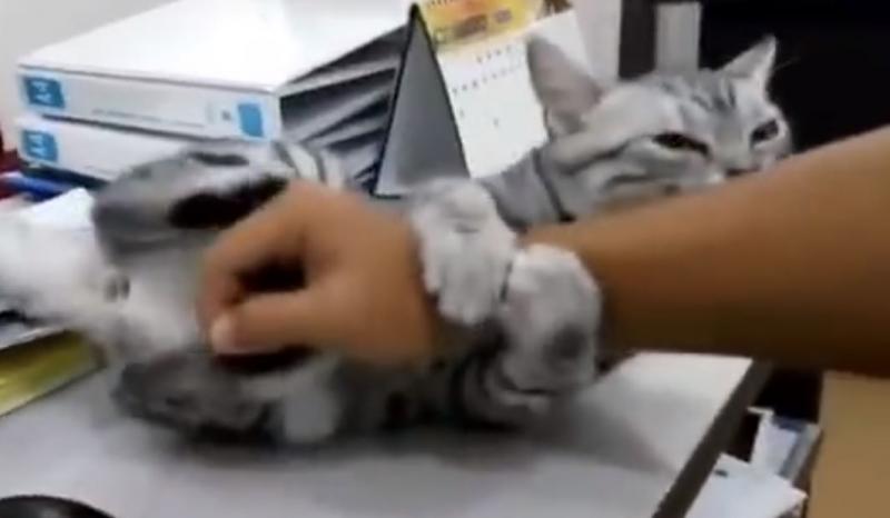 甩都甩不掉！黏人主子「巴住手臂」就是不放...吊單槓姿勢：朕不准你走～