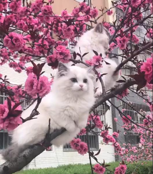 春神來了怎知道～雪白布偶喵「爬上盛開桃花樹」，童話般場景吸路人狂拍！