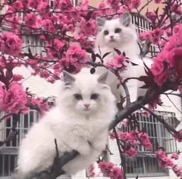 春神來了怎知道～雪白布偶喵「爬上盛開桃花樹」，童話般場景吸路人狂拍！