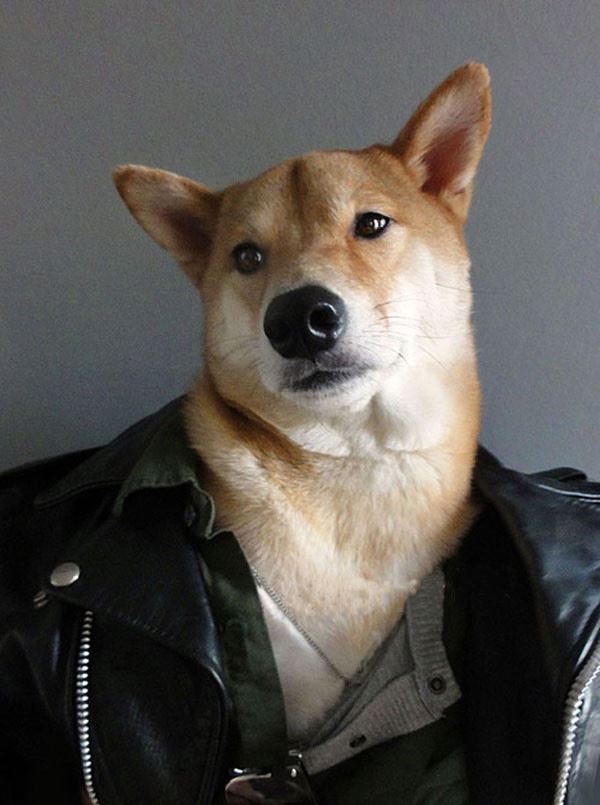 當柴犬穿上西裝，帥爆了！沒想到你是這樣的柴柴！