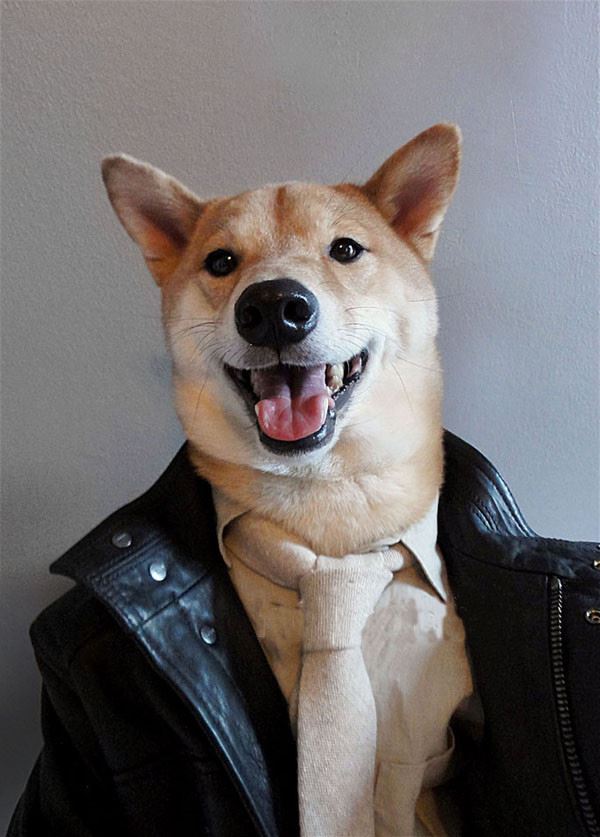 當柴犬穿上西裝，帥爆了！沒想到你是這樣的柴柴！