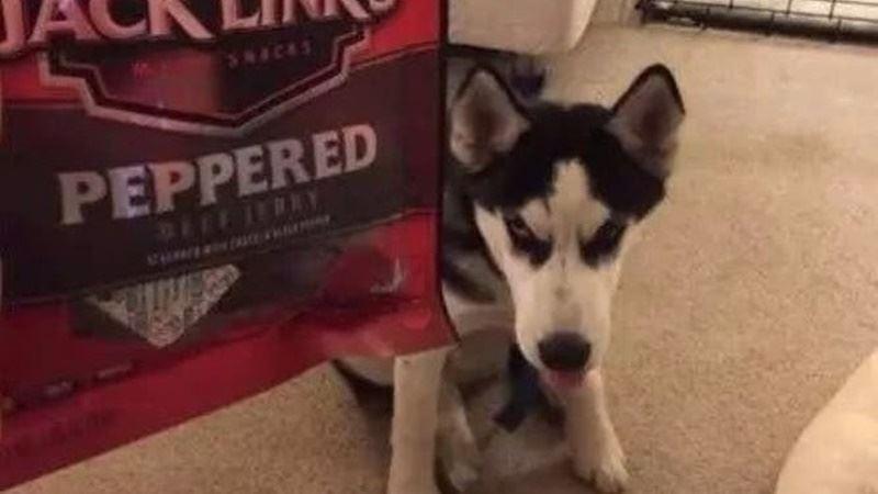 當柴犬穿上西裝，帥爆了！沒想到你是這樣的柴柴！