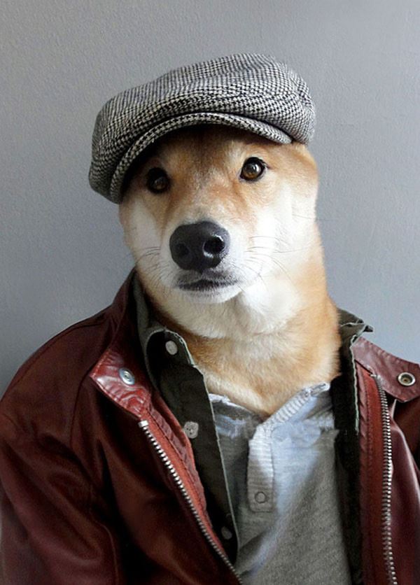 當柴犬穿上西裝，帥爆了！沒想到你是這樣的柴柴！