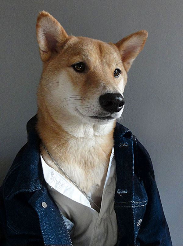 當柴犬穿上西裝，帥爆了！沒想到你是這樣的柴柴！