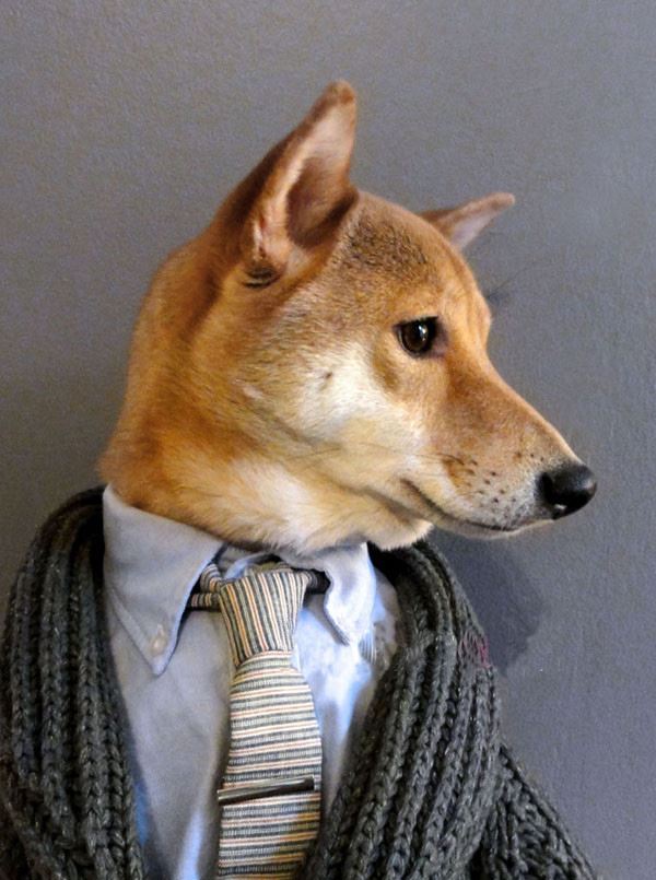 當柴犬穿上西裝，帥爆了！沒想到你是這樣的柴柴！
