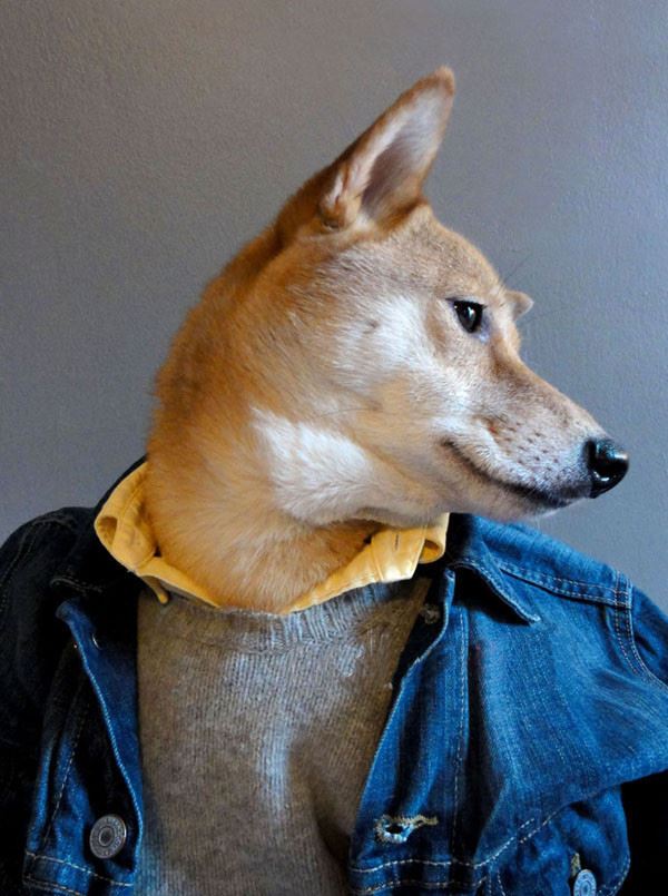 當柴犬穿上西裝，帥爆了！沒想到你是這樣的柴柴！