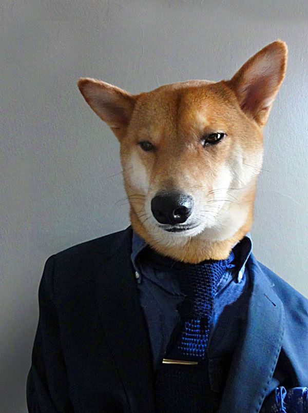 當柴犬穿上西裝，帥爆了！沒想到你是這樣的柴柴！