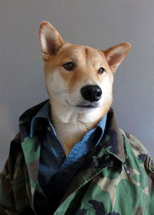 當柴犬穿上西裝，帥爆了！沒想到你是這樣的柴柴！